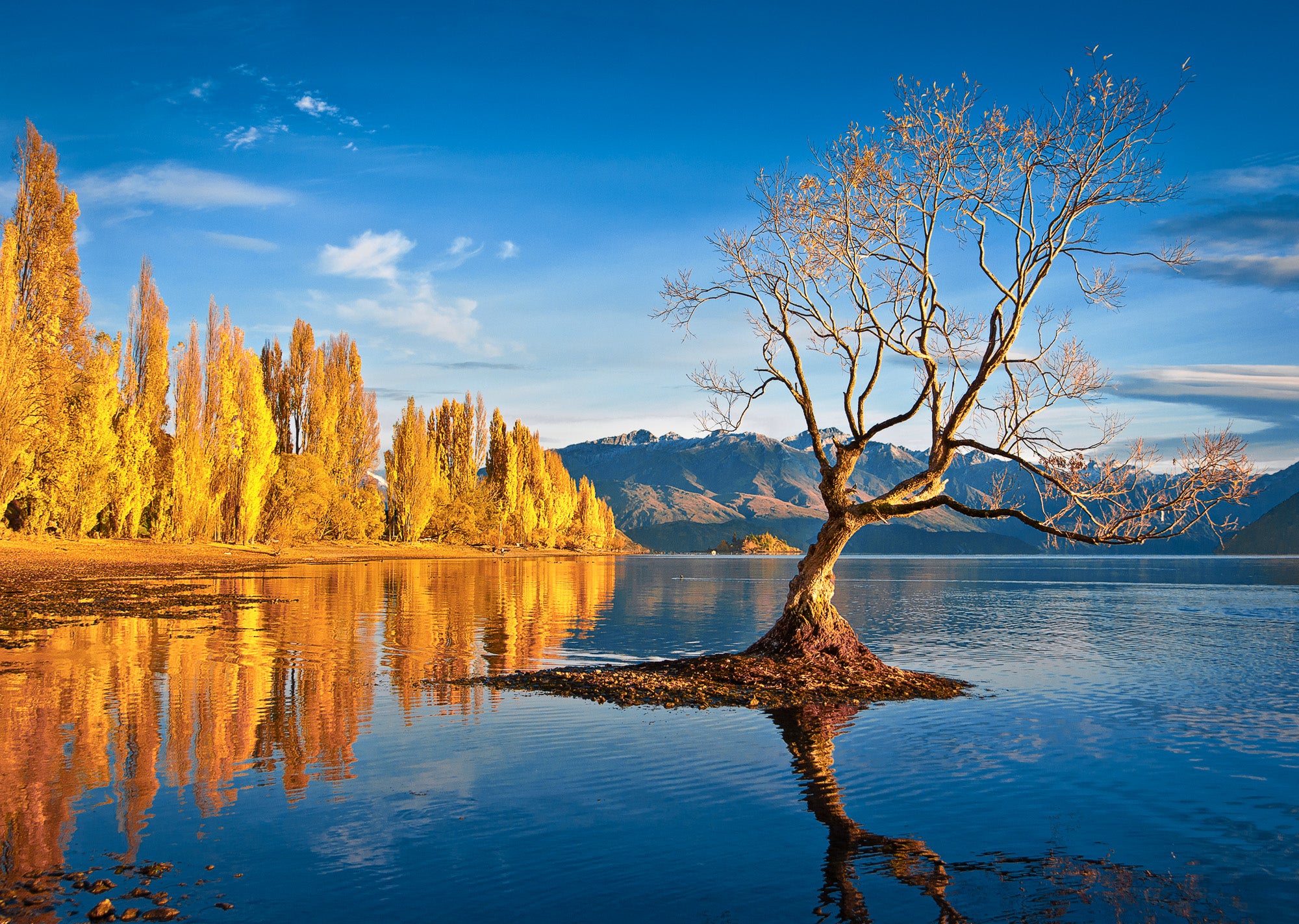 Wanaka Tree