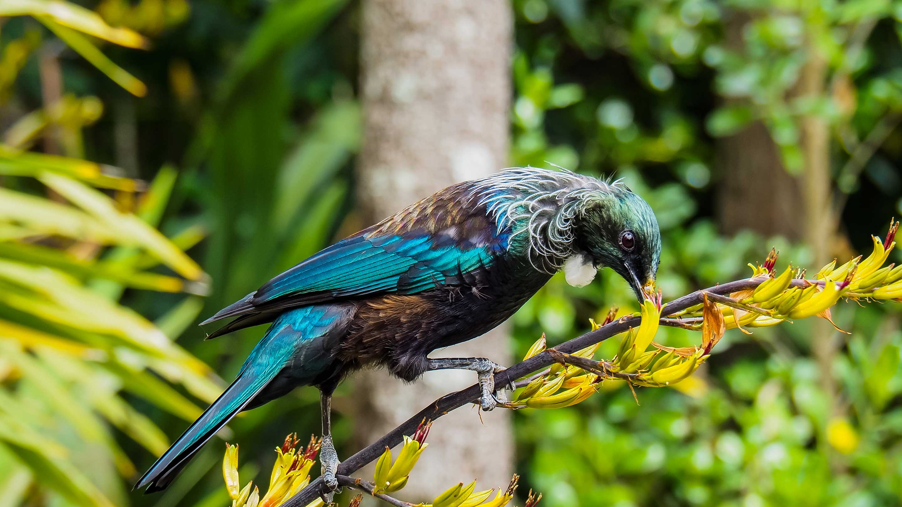 Native Birds